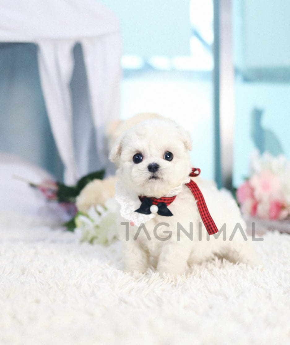 Bichon puppy for sale, dog for sale at Tagnimal 