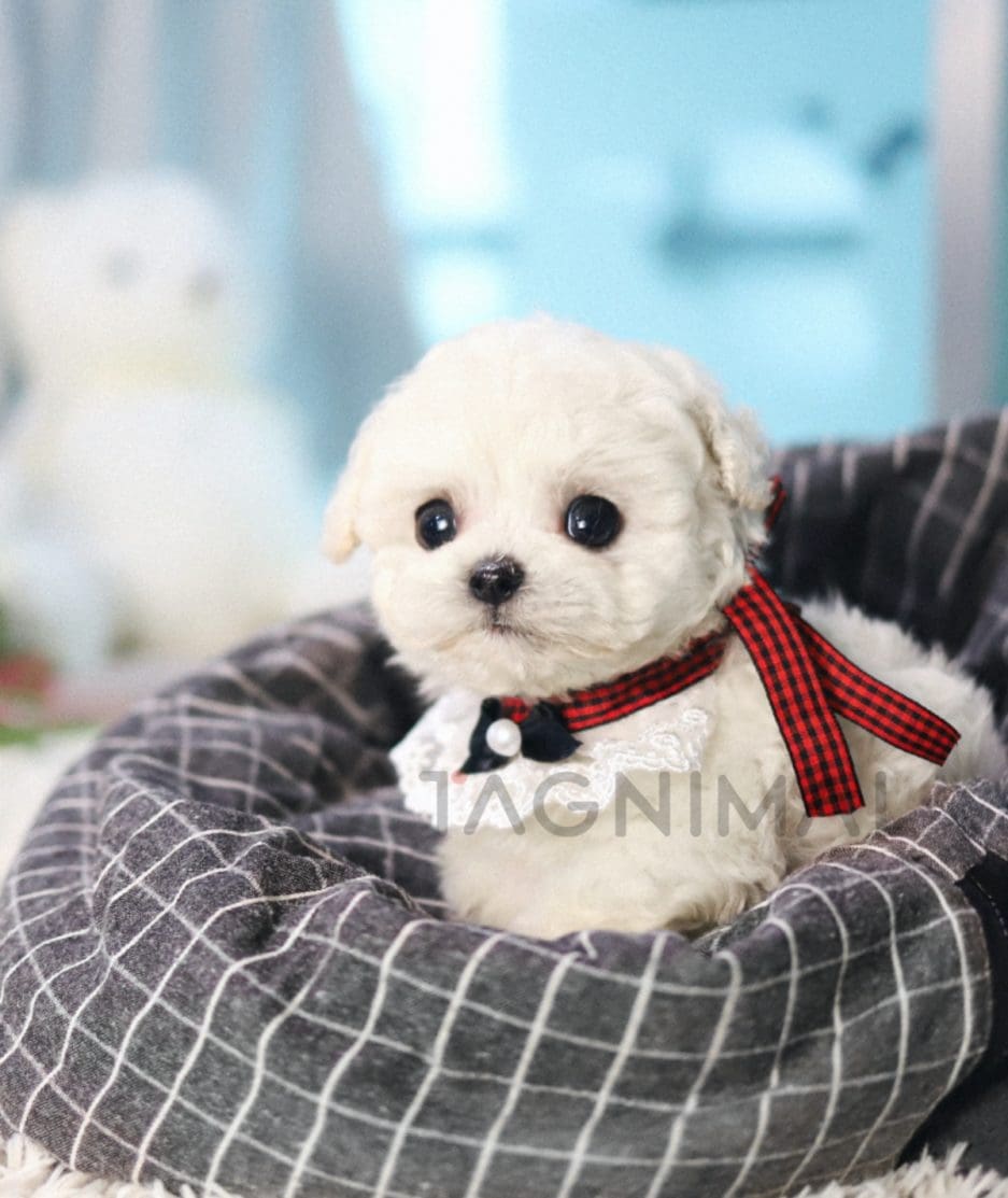 Bichon puppy for sale, dog for sale at Tagnimal 