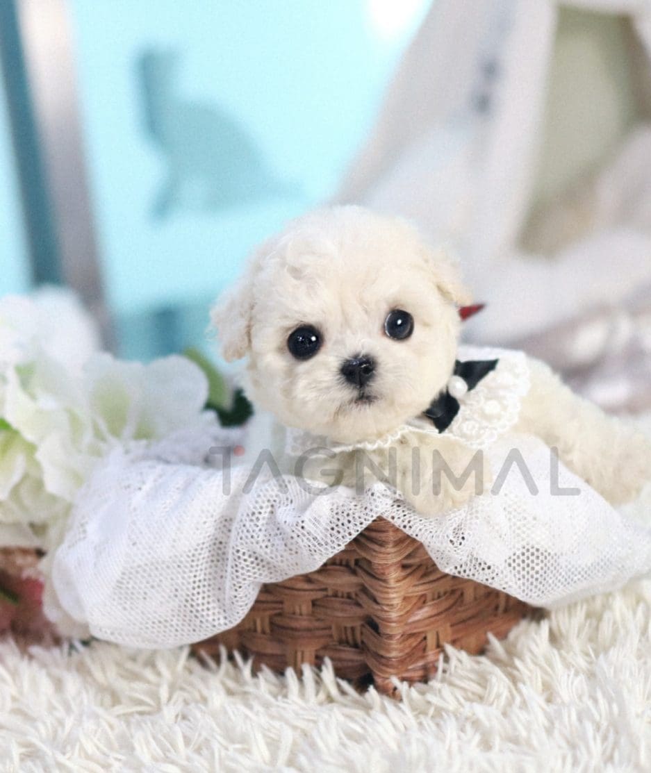 Bichon puppy for sale, dog for sale at Tagnimal 