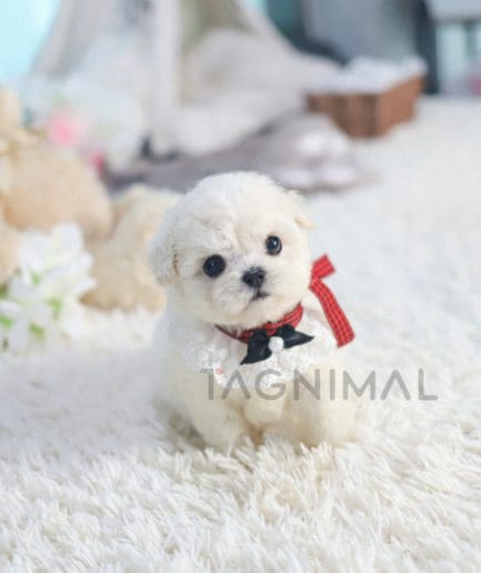 Bichon puppy for sale, dog for sale at Tagnimal 