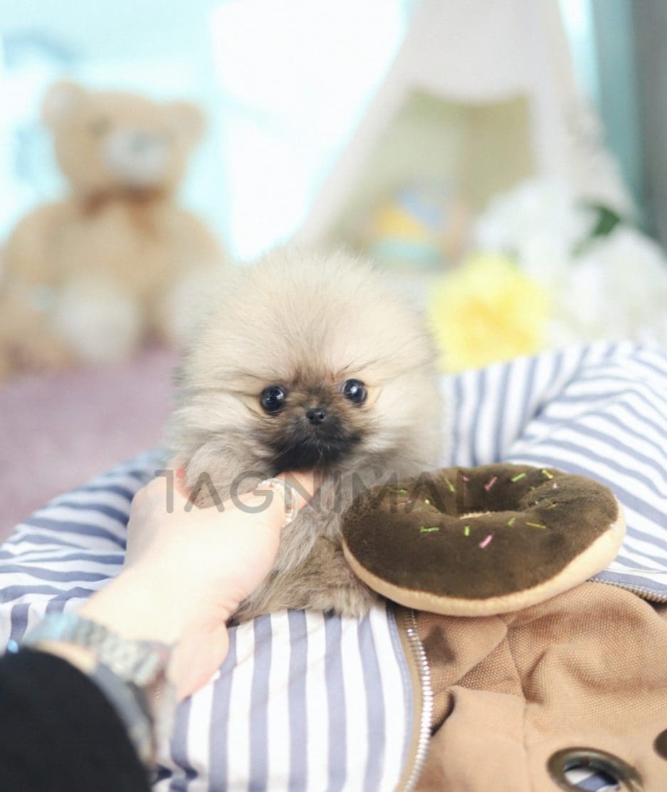 Pomeranian puppy for sale, dog for sale at Tagnimal 