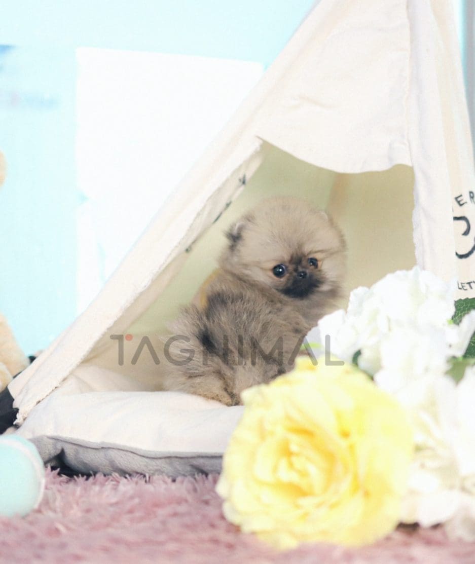 Pomeranian puppy for sale, dog for sale at Tagnimal 