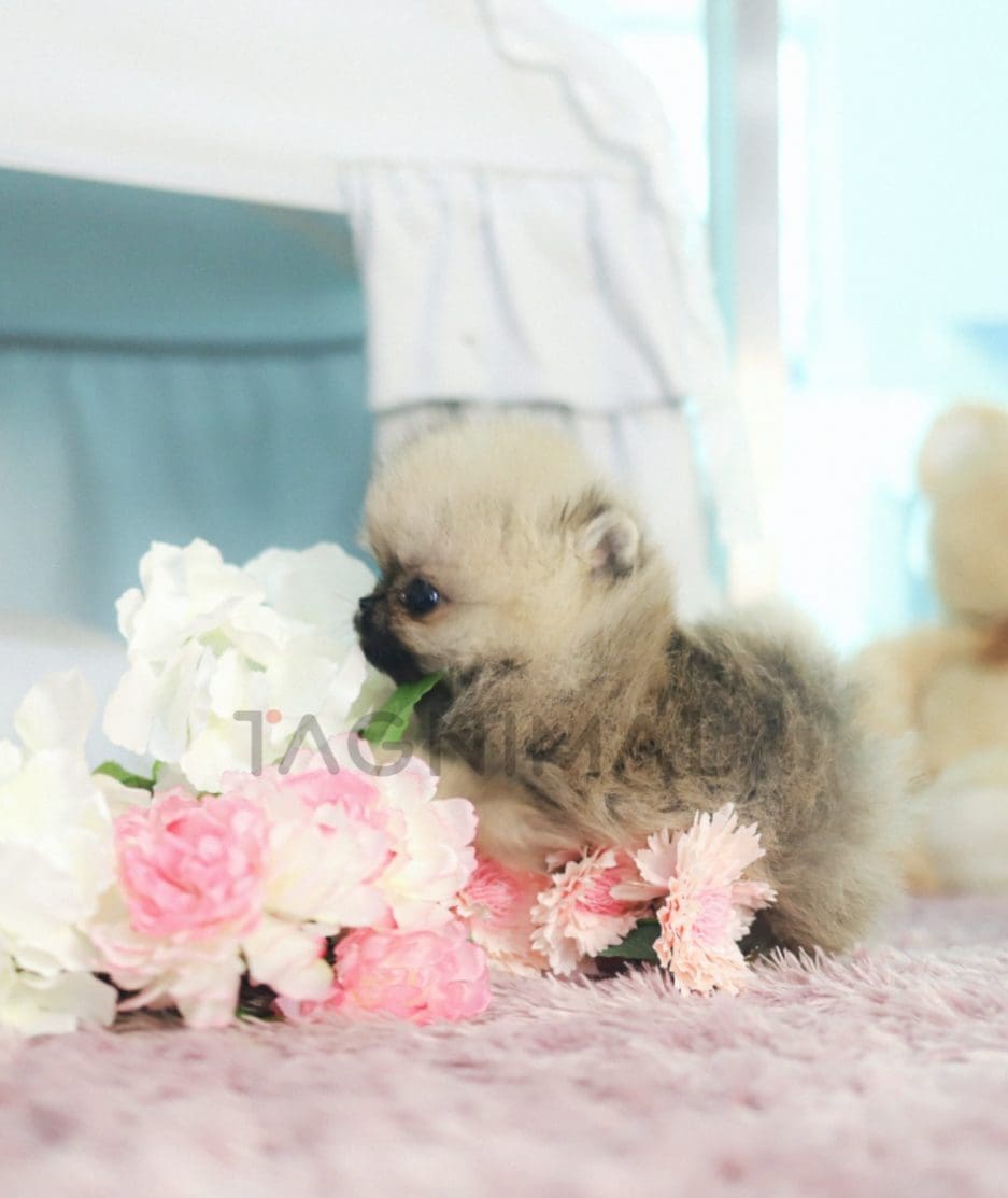 Pomeranian puppy for sale, dog for sale at Tagnimal 