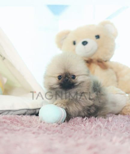 Pomeranian puppy for sale, dog for sale at Tagnimal 