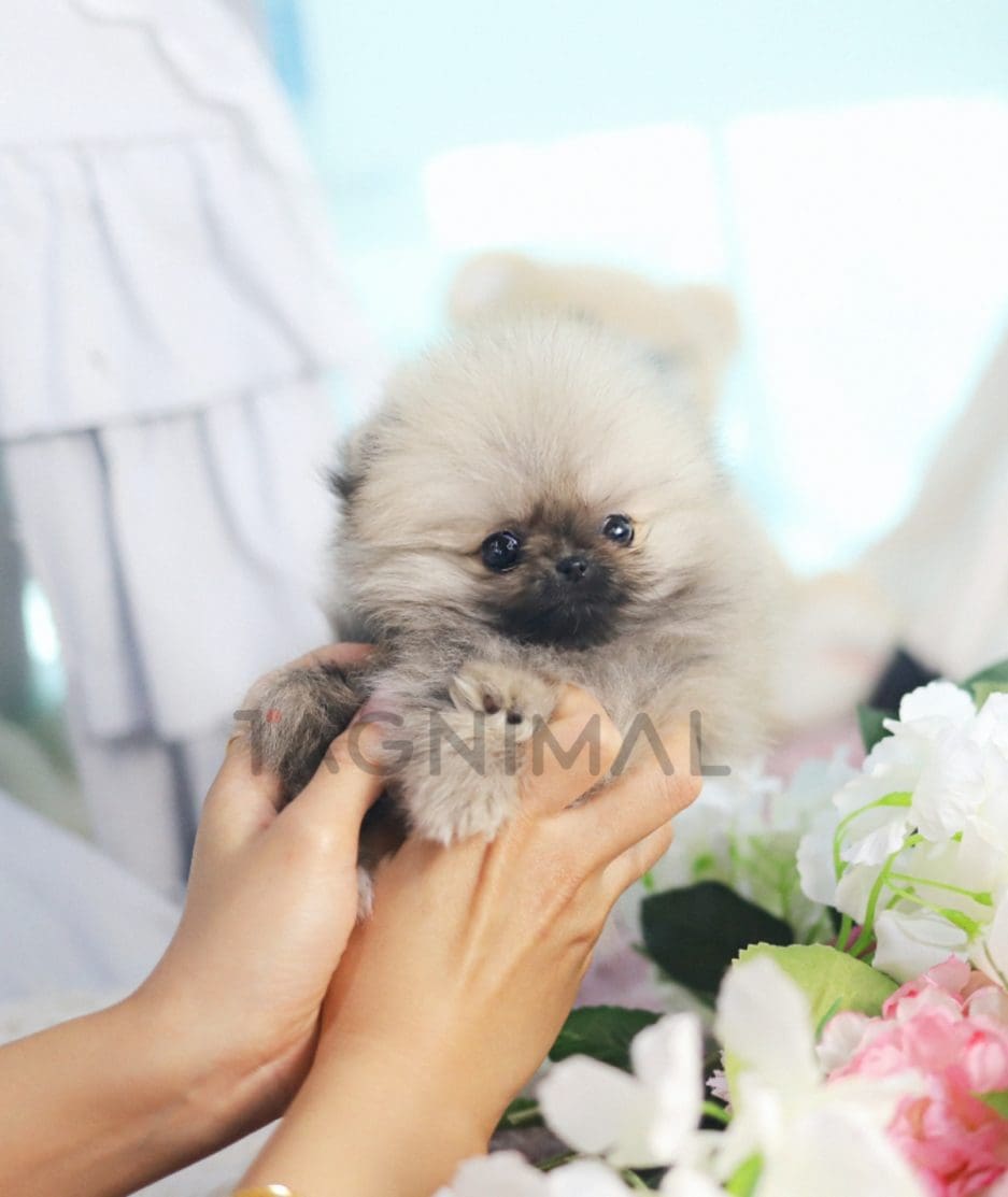 Pomeranian puppy for sale, dog for sale at Tagnimal 