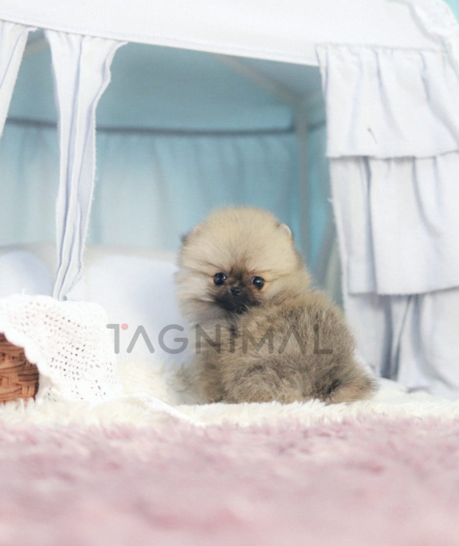 Pomeranian puppy for sale, dog for sale at Tagnimal 