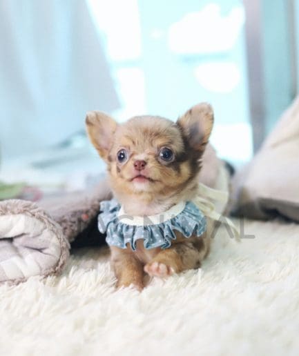 Chihuahua puppy for sale, dog for sale at Tagnimal 