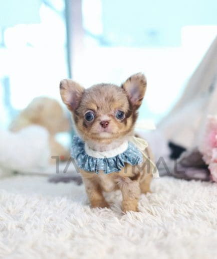 Chihuahua puppy for sale, dog for sale at Tagnimal 