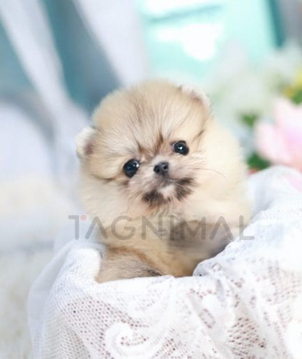 Pomeranian puppy for sale, dog for sale at Tagnimal 