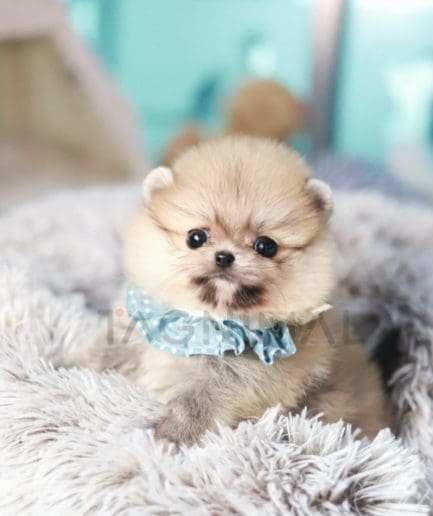 Pomeranian puppy for sale, dog for sale at Tagnimal 