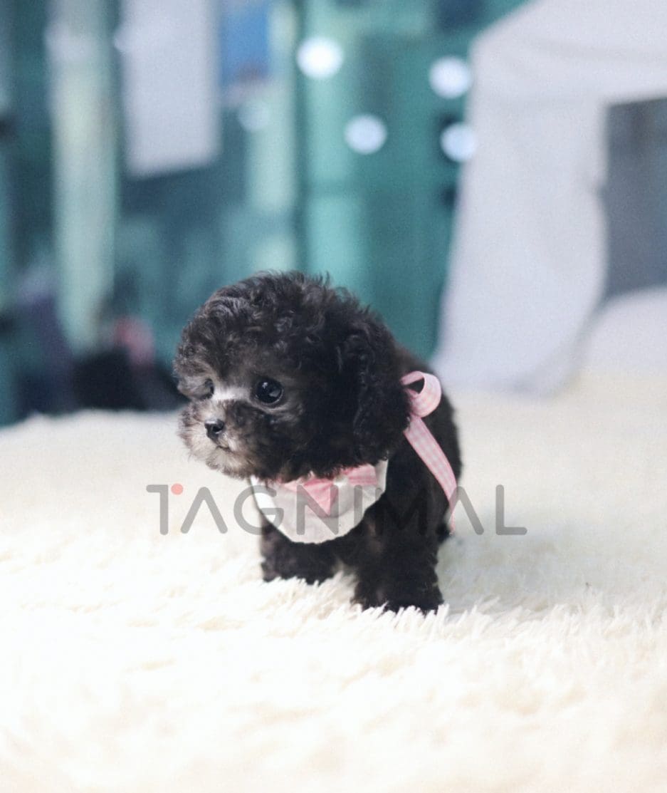 Poodle puppy for sale, dog for sale at Tagnimal 