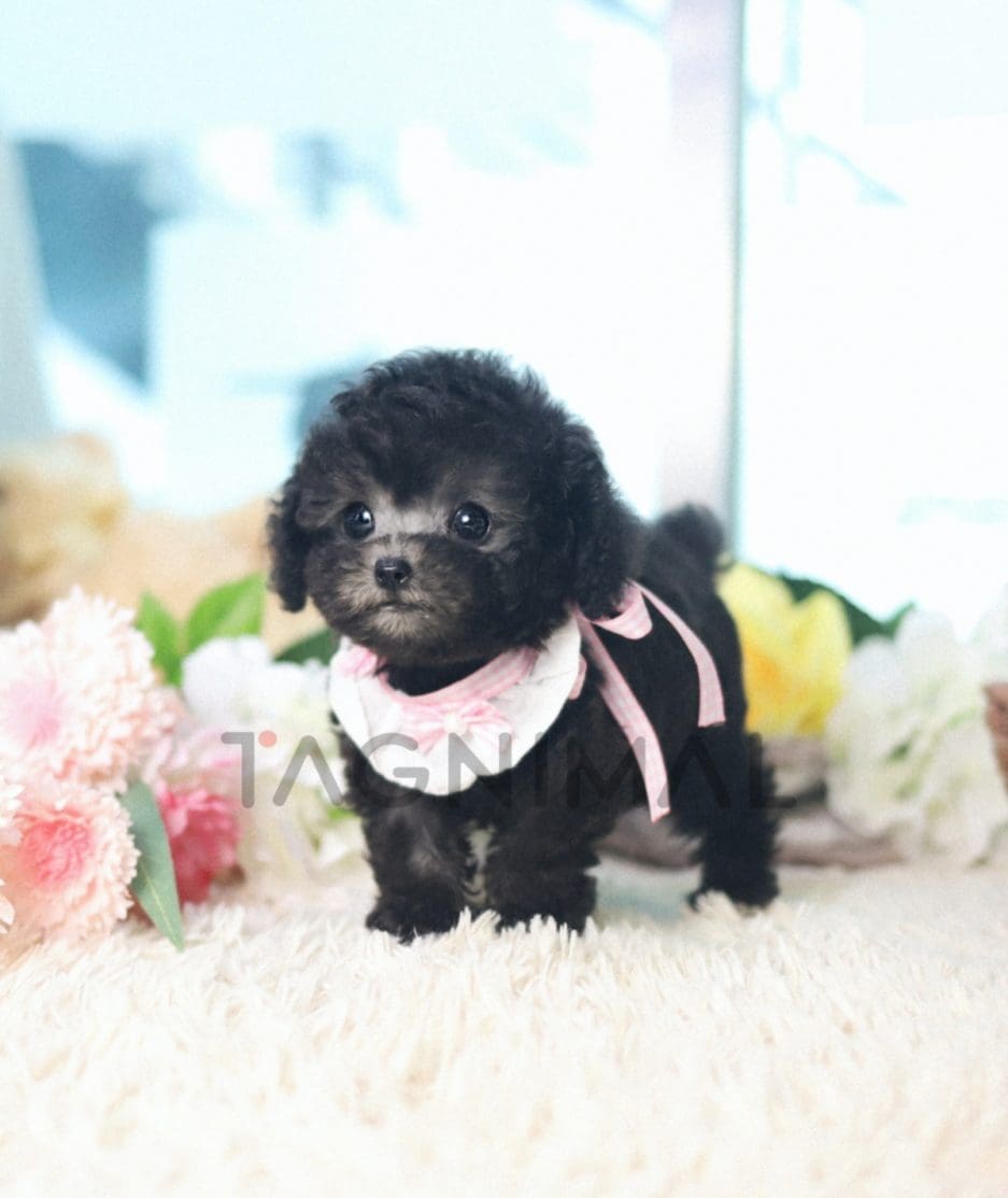 Poodle puppy for sale, dog for sale at Tagnimal 