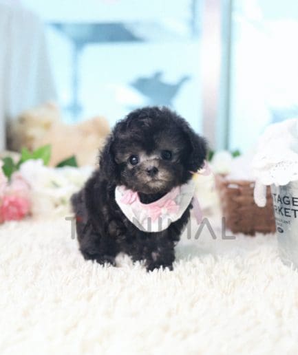 Poodle puppy for sale, dog for sale at Tagnimal 