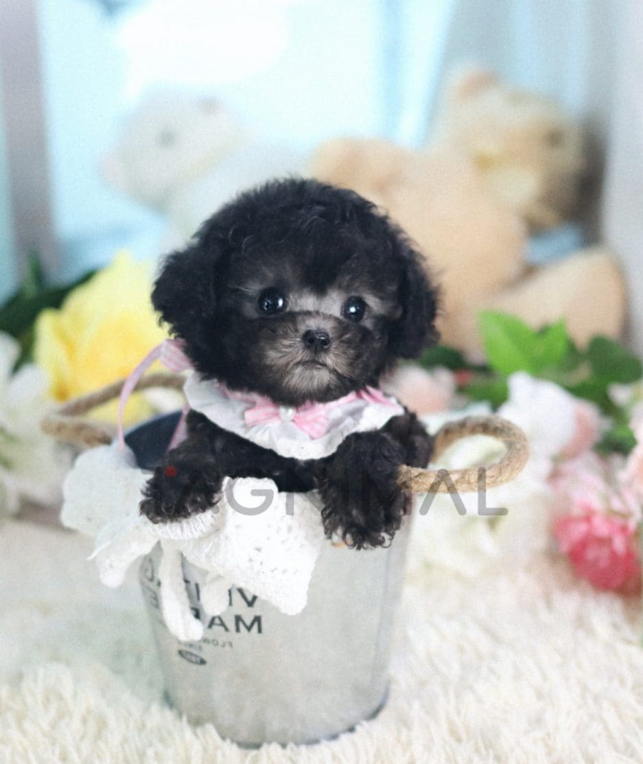 Poodle puppy for sale, dog for sale at Tagnimal 