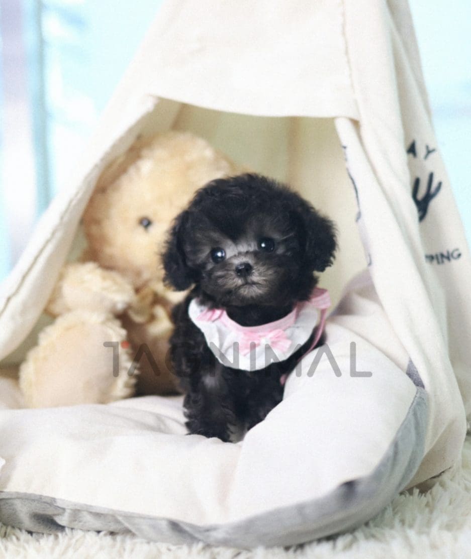 Poodle puppy for sale, dog for sale at Tagnimal 