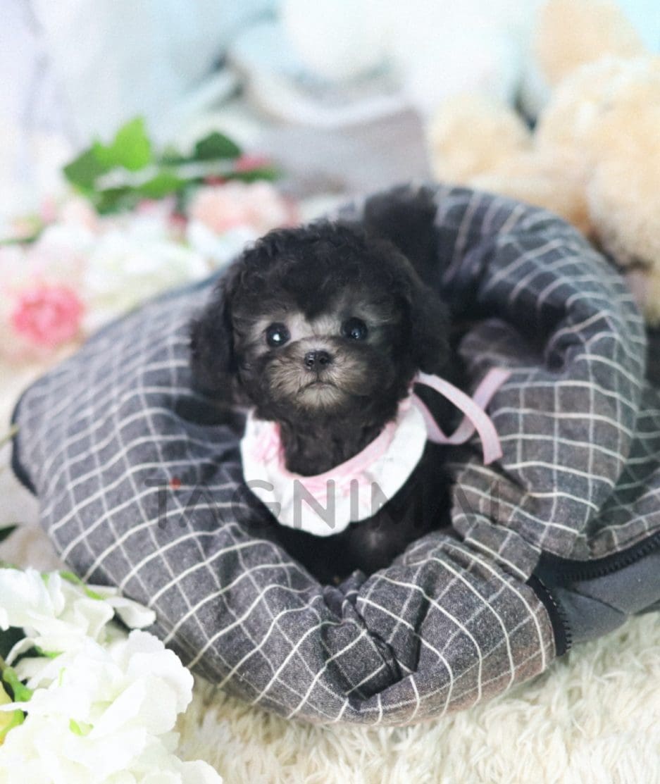 Poodle puppy for sale, dog for sale at Tagnimal 