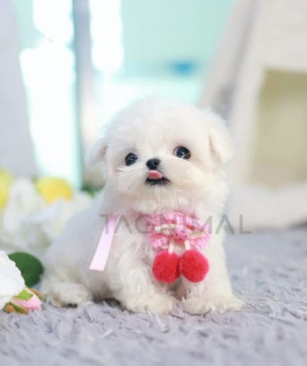 Maltese puppy for sale, dog for sale at Tagnimal 