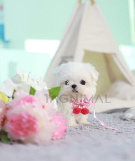 Maltese puppy for sale, dog for sale at Tagnimal 