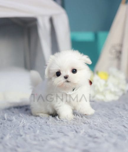 Maltese puppy for sale, dog for sale at Tagnimal 