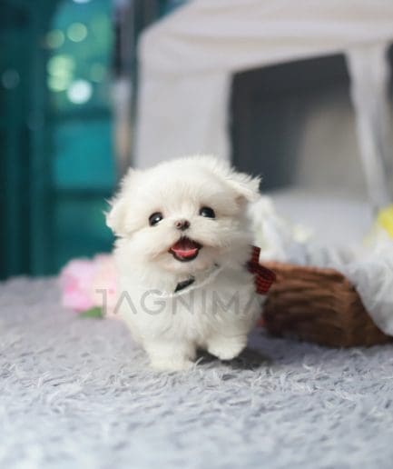 Maltese puppy for sale, dog for sale at Tagnimal 