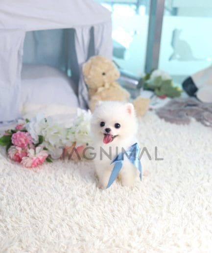 Pomeranian puppy for sale, dog for sale at Tagnimal