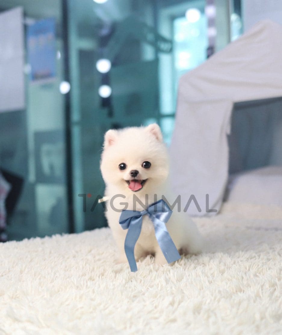 Pomeranian puppy for sale, dog for sale at Tagnimal