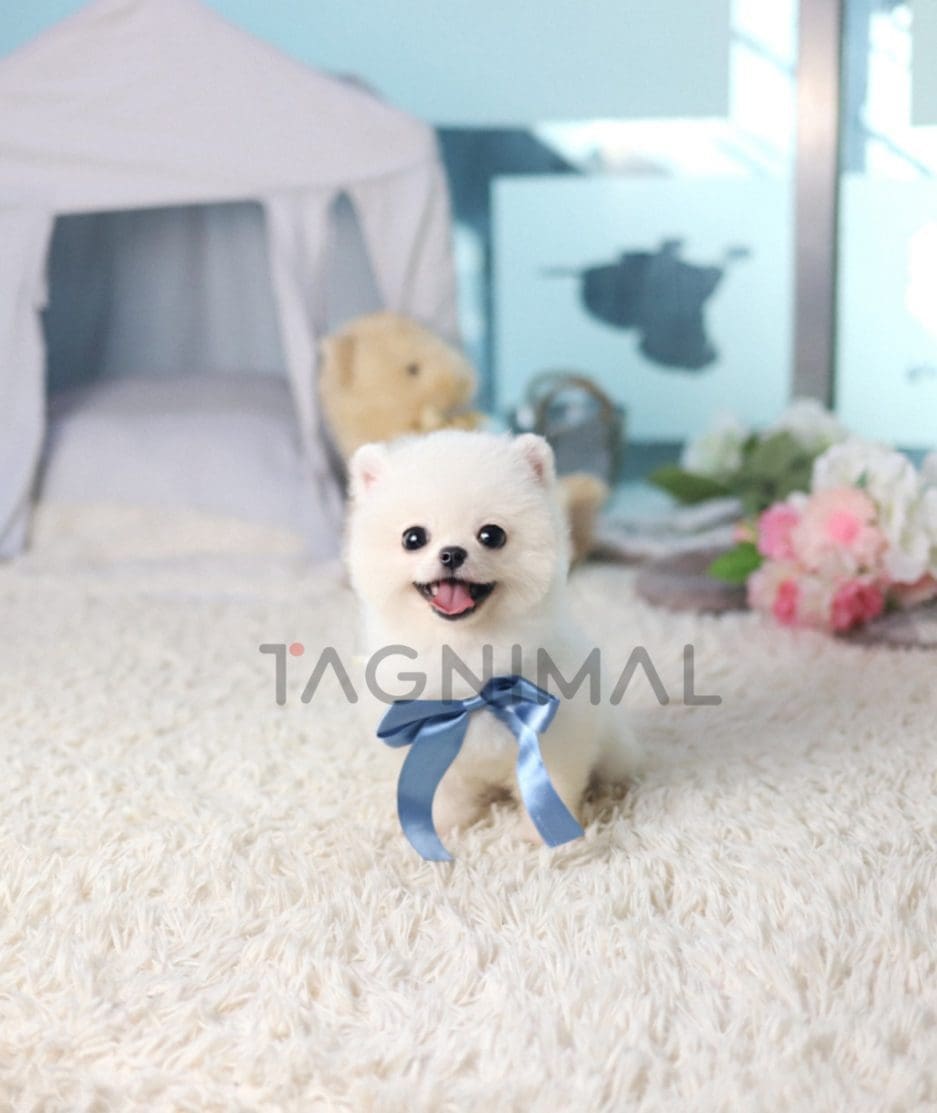 Pomeranian puppy for sale, dog for sale at Tagnimal