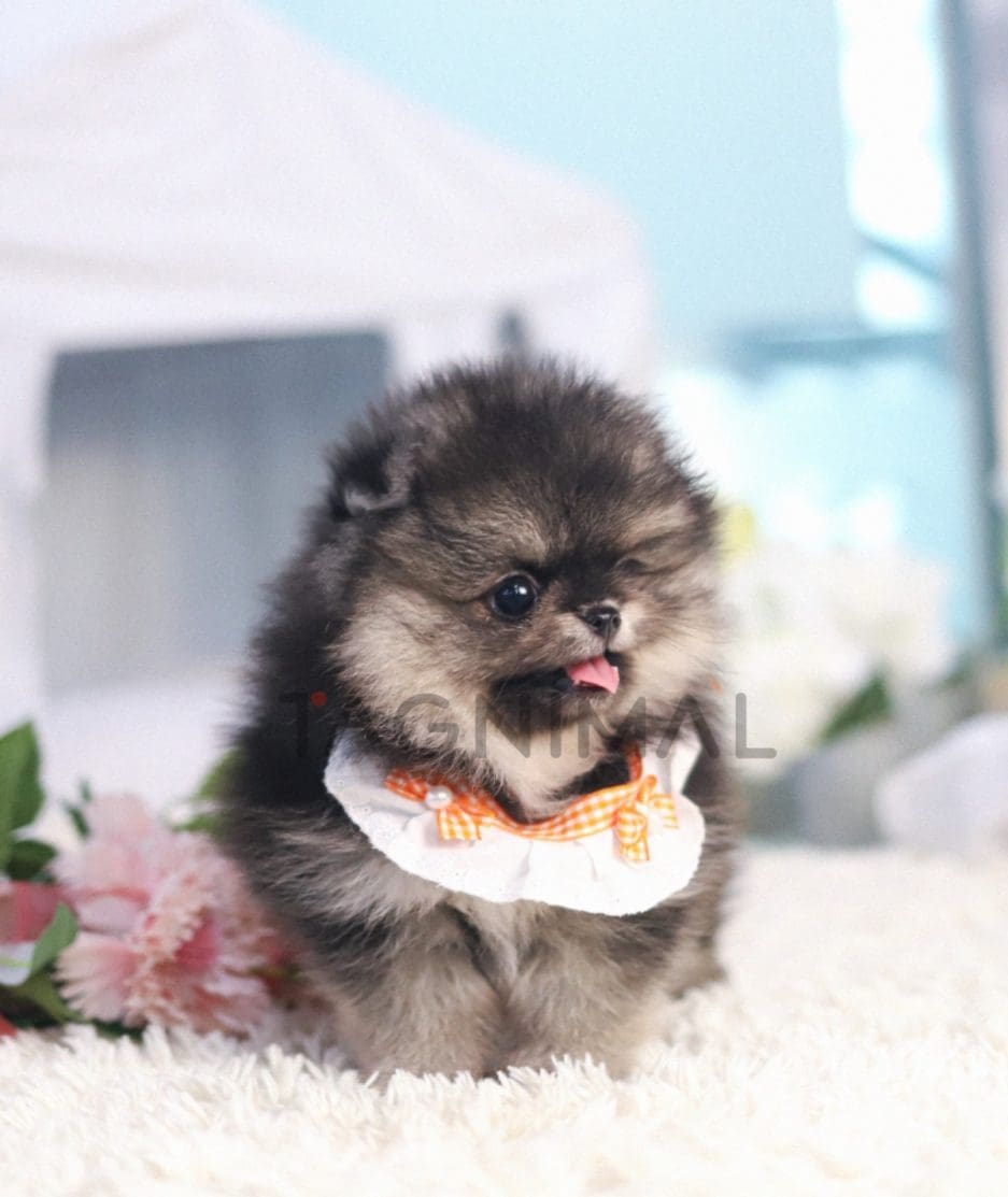 Pomeranian puppy for sale, dog for sale at Tagnimal 