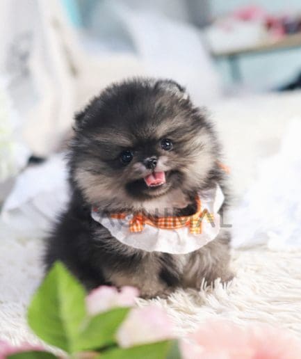 Pomeranian puppy for sale, dog for sale at Tagnimal 