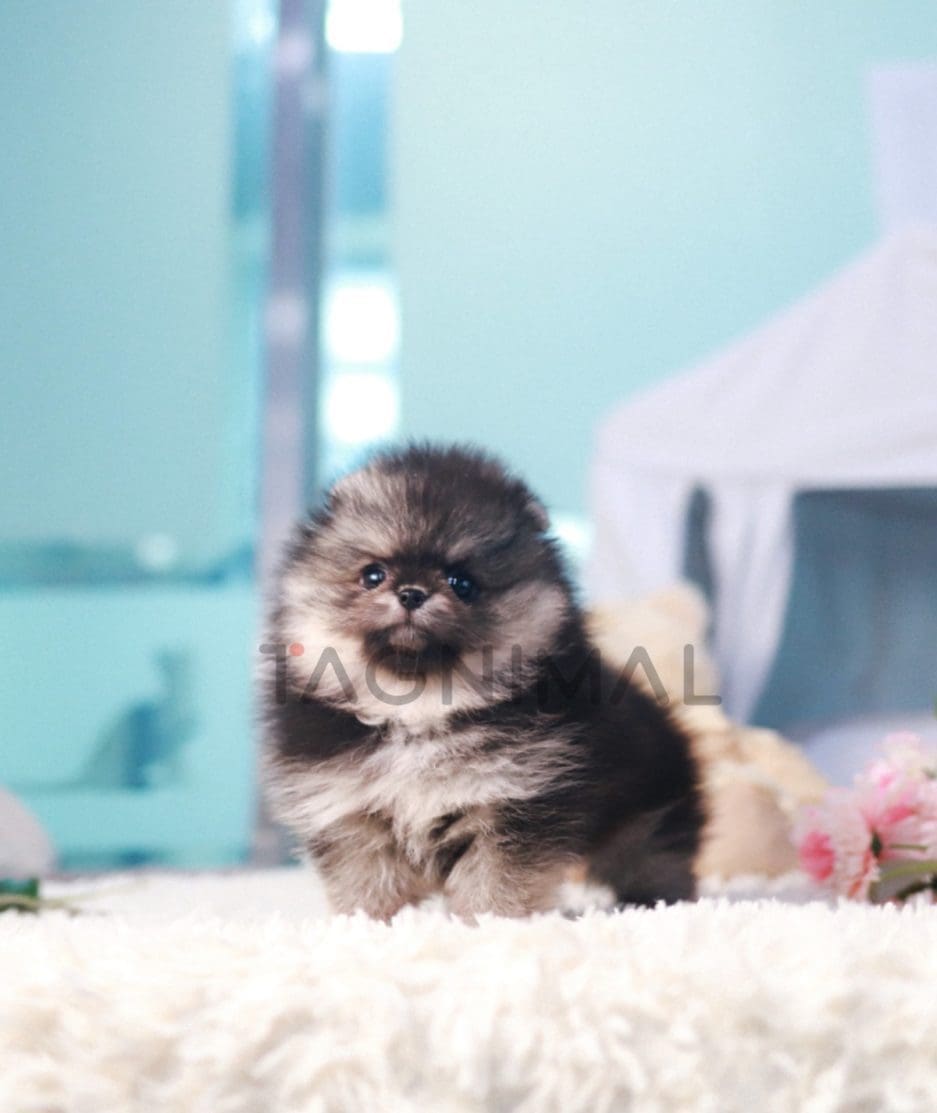 Pomeranian puppy for sale, dog for sale at Tagnimal 