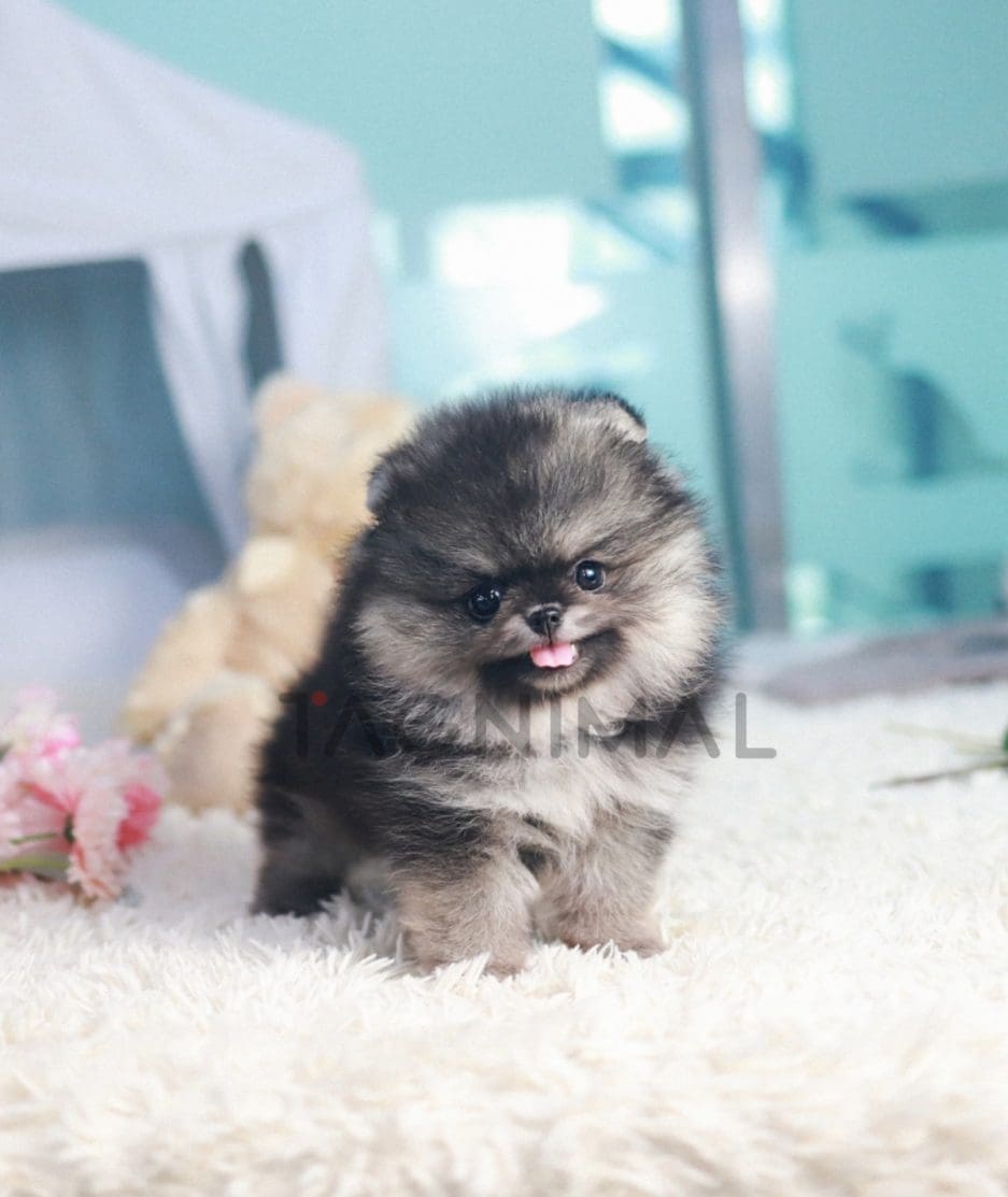 Pomeranian puppy for sale, dog for sale at Tagnimal 