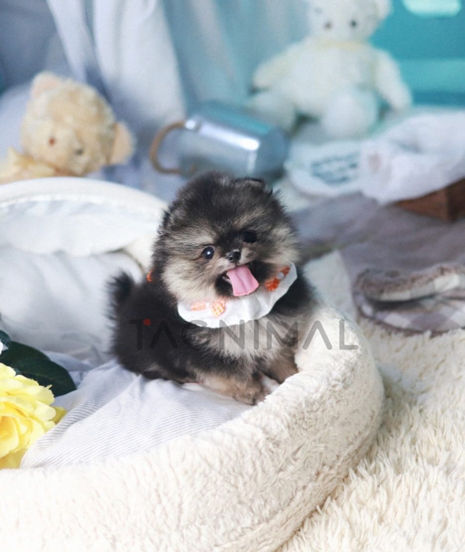 Pomeranian puppy for sale, dog for sale at Tagnimal 