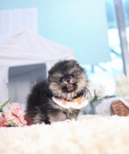 Pomeranian puppy for sale, dog for sale at Tagnimal 