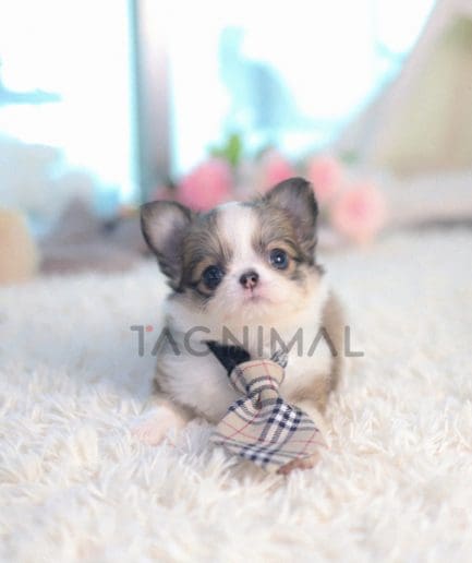 Chihuahua puppy for sale, dog for sale at Tagnimal 