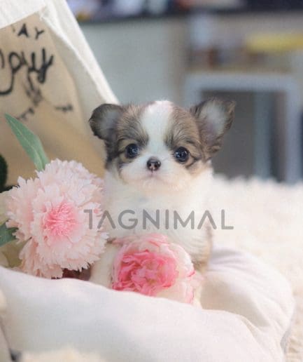 Chihuahua puppy for sale, dog for sale at Tagnimal 