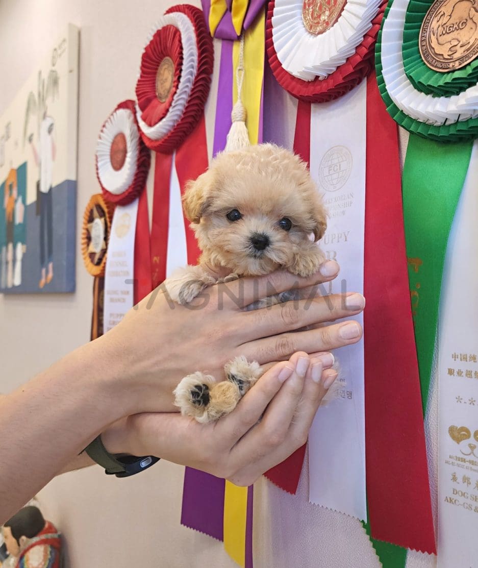 Maltipoo puppy for sale, dog for sale at Tagnimal