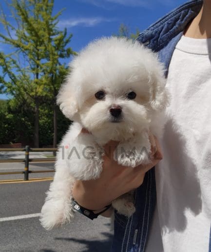 Bichon puppy for sale, dog for sale at Tagnimal