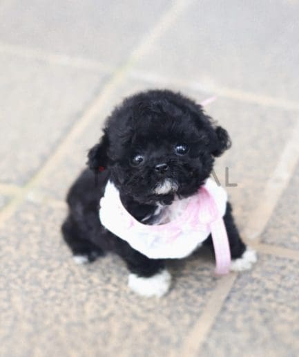 Poodle puppy for sale, dog for sale at Tagnimal