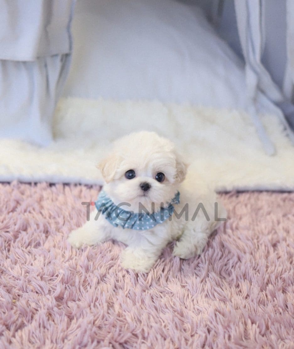 Bichon puppy for sale, dog for sale at Tagnimal