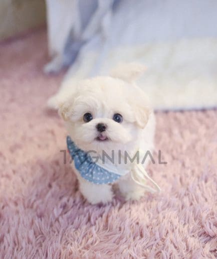 Bichon puppy for sale, dog for sale at Tagnimal