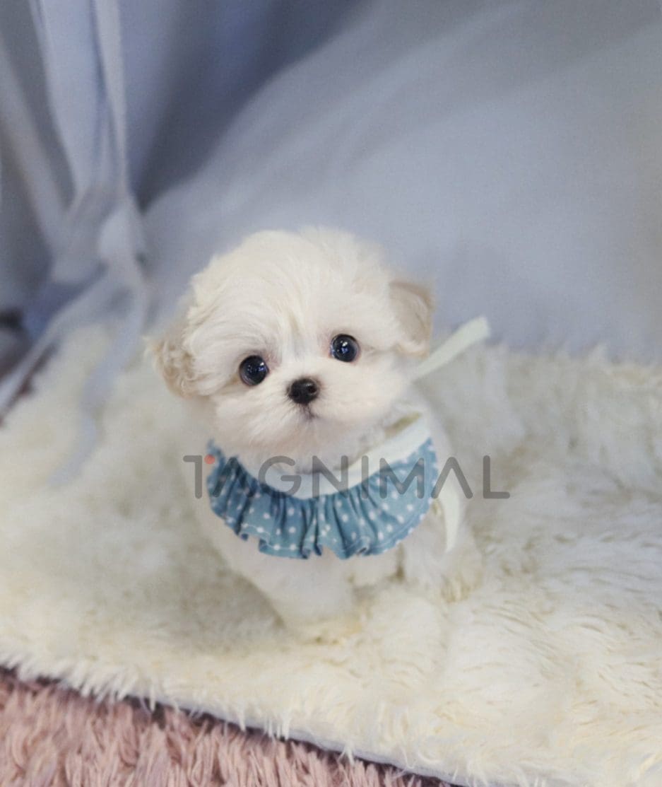 Bichon puppy for sale, dog for sale at Tagnimal