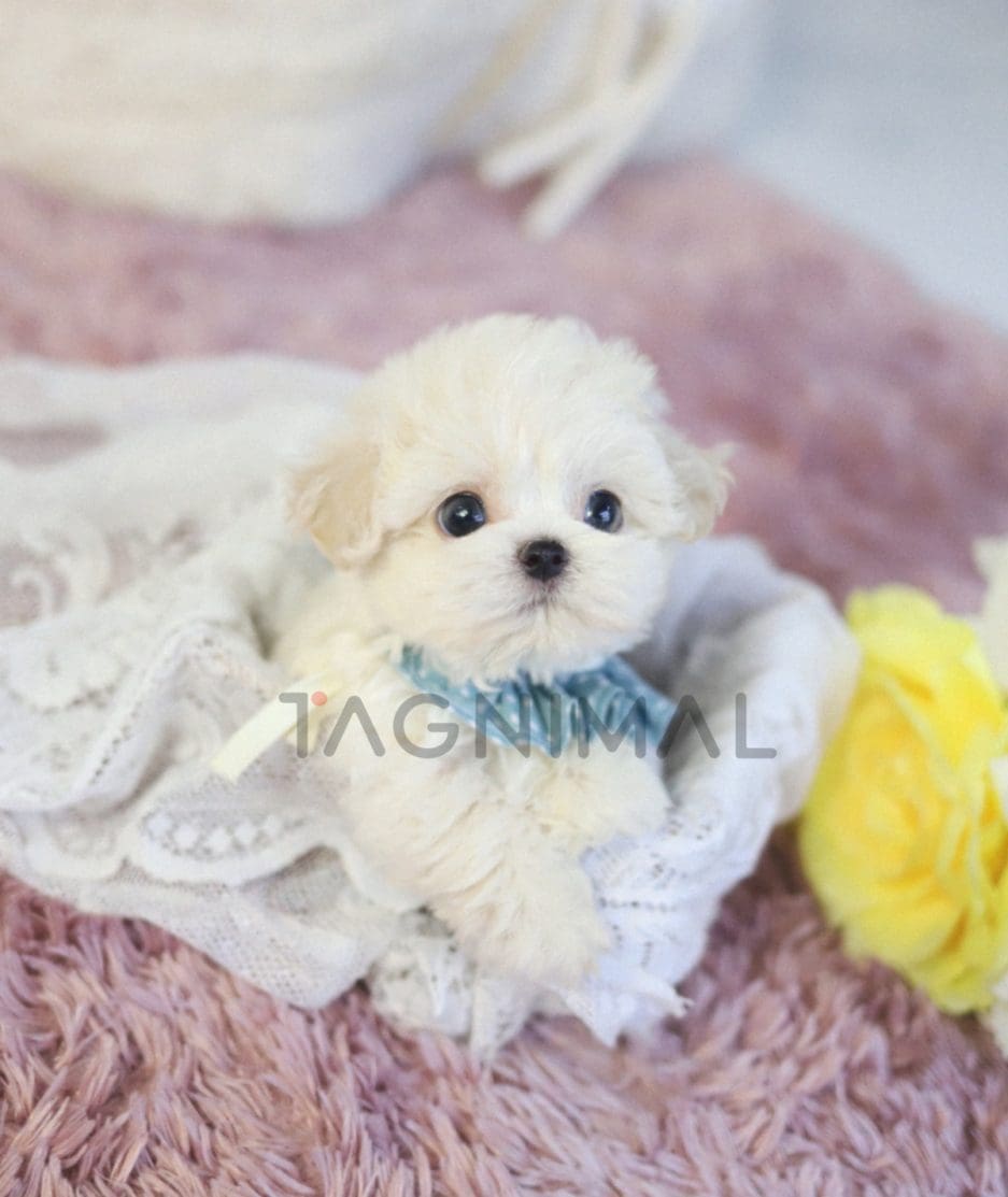 Bichon puppy for sale, dog for sale at Tagnimal