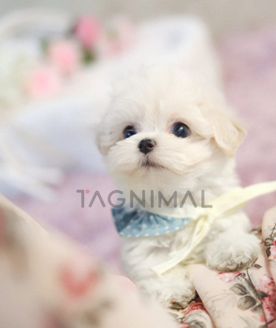 Bichon puppy for sale, dog for sale at Tagnimal