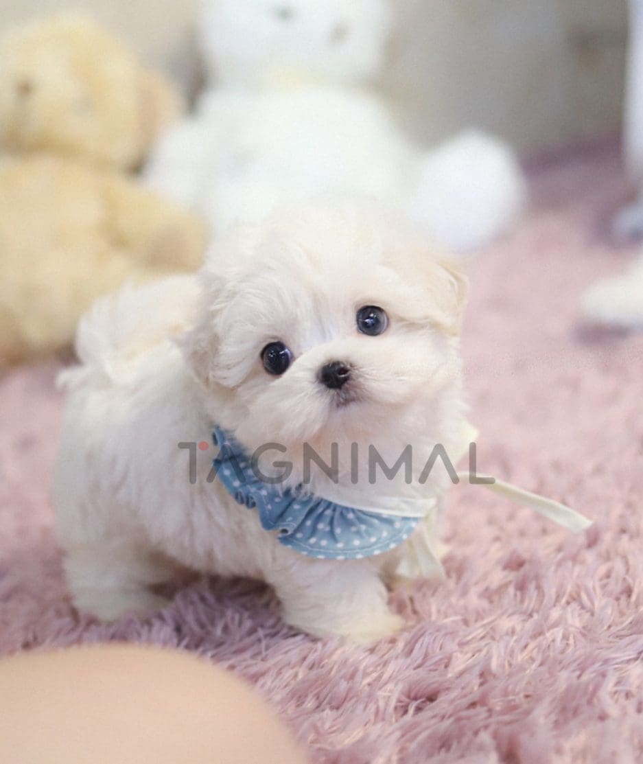 Bichon puppy for sale, dog for sale at Tagnimal