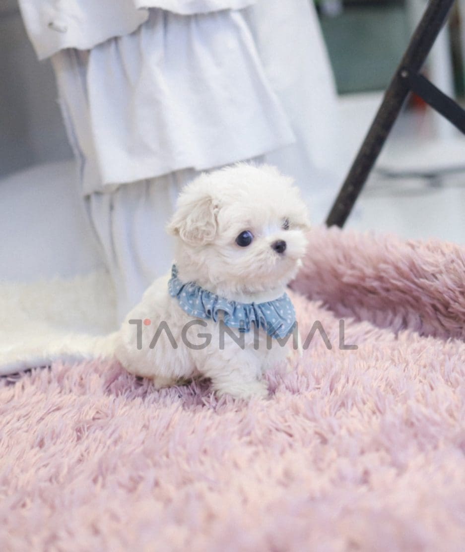 Bichon puppy for sale, dog for sale at Tagnimal