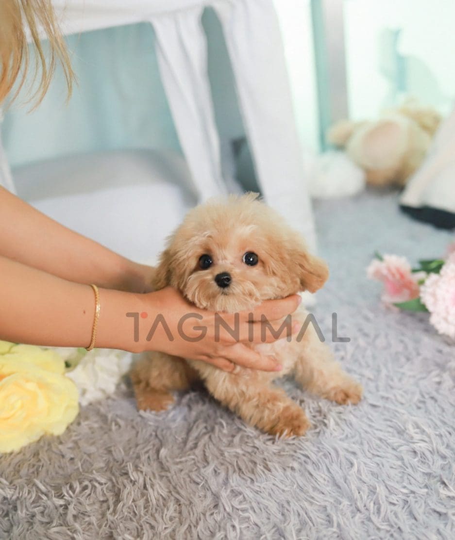 Poodle puppy for sale, dog for sale at Tagnimal