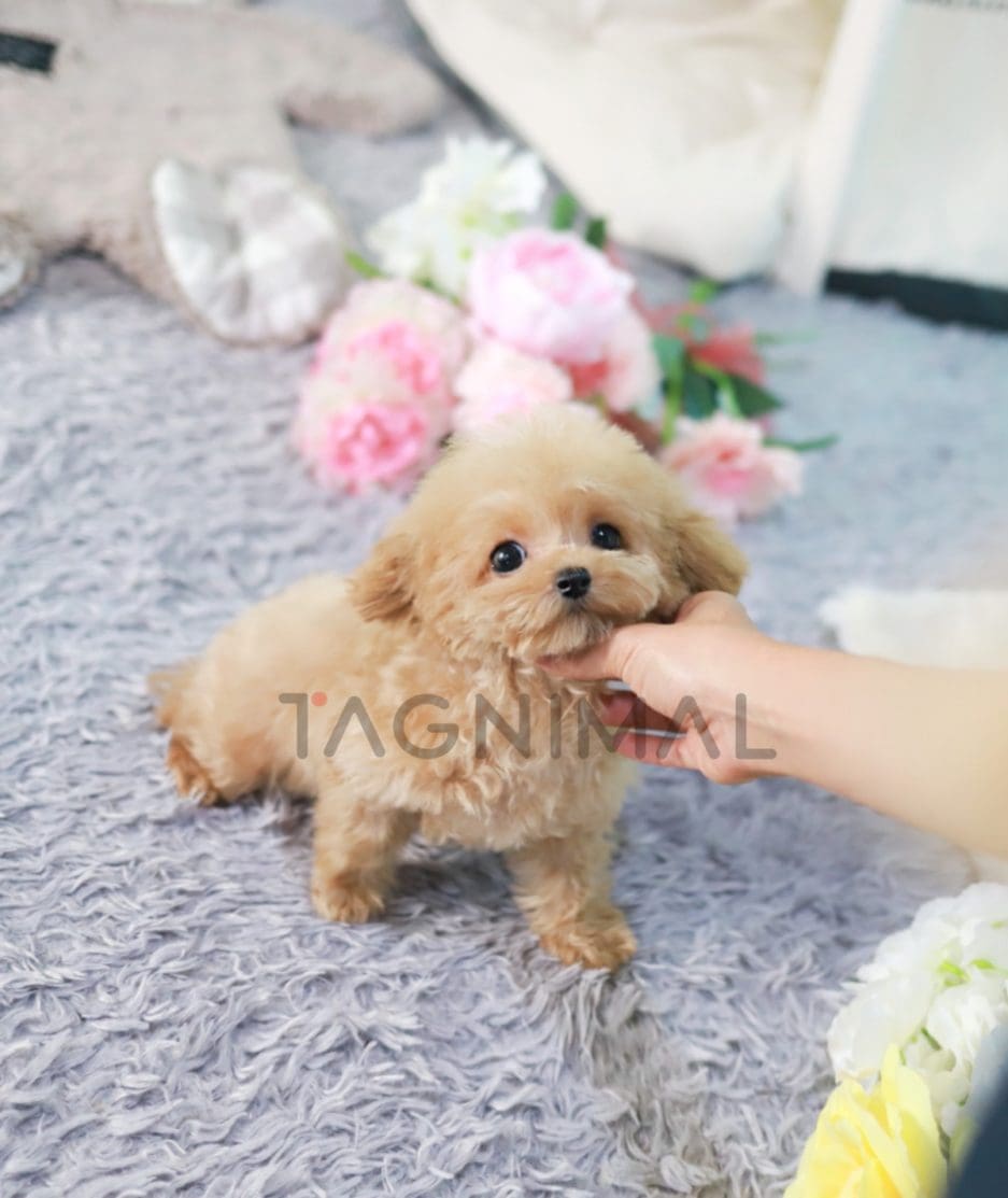 Poodle puppy for sale, dog for sale at Tagnimal