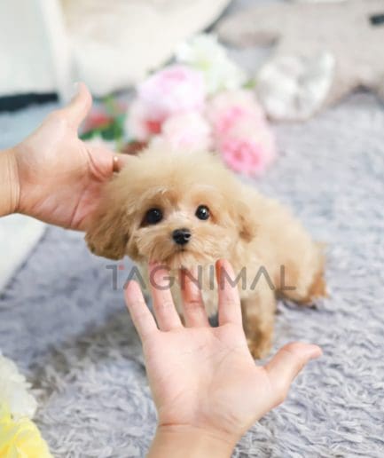 Poodle puppy for sale, dog for sale at Tagnimal