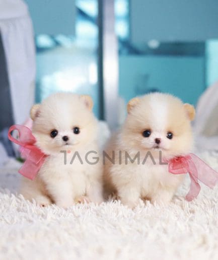 Pomeranian puppy for sale, dog for sale at Tagnimal