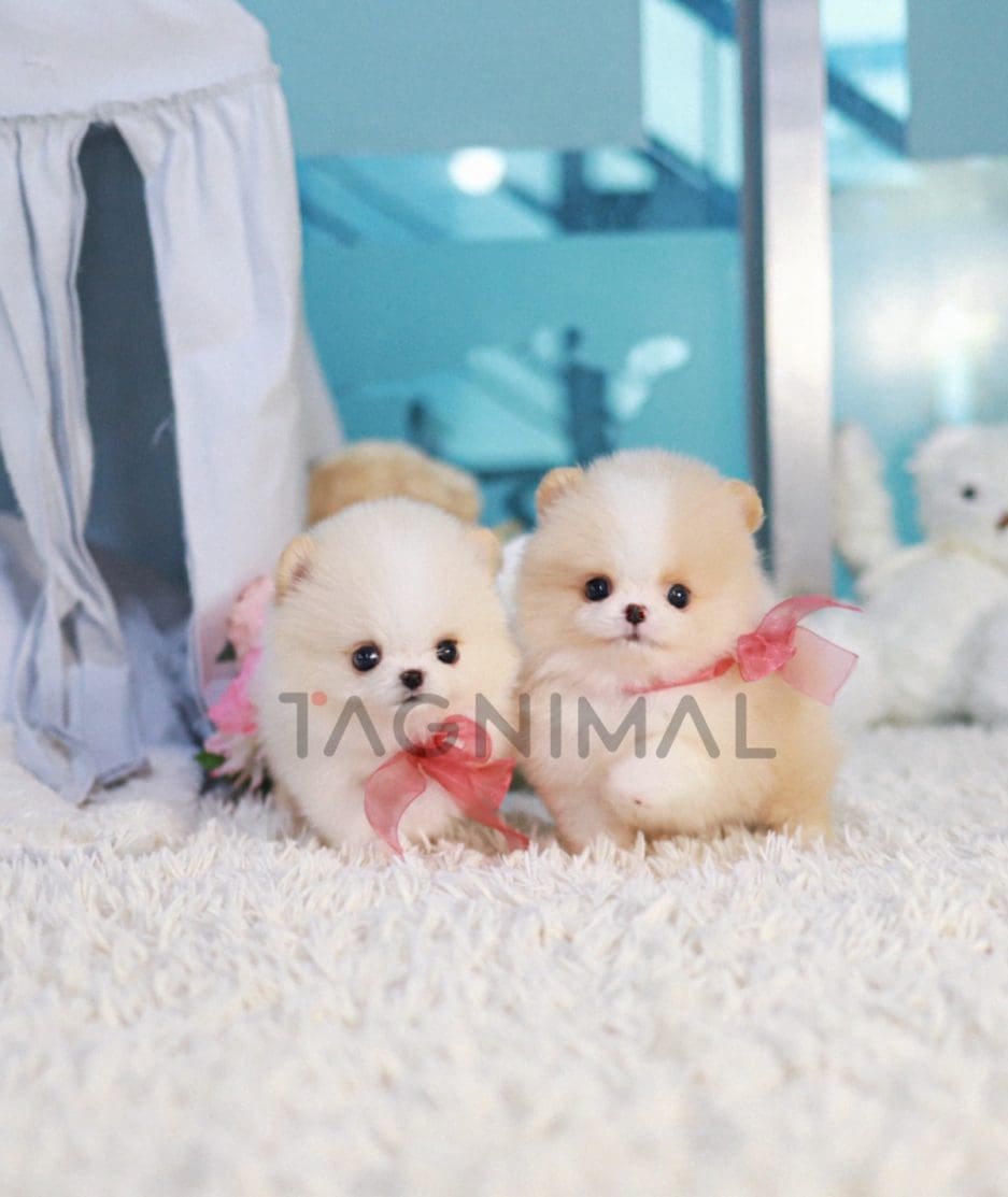 Pomeranian puppy for sale, dog for sale at Tagnimal